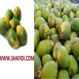 SBJEI-FRESH GREEN BETEL NUT
